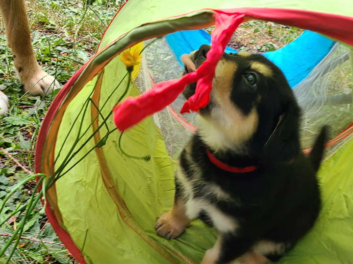 chinook dog